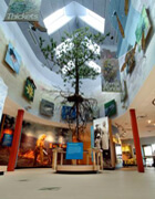 Inside the Discovery Center. There are photographs, signs, and models, including a large model of a pitch pine tree suspended from the ceiling beneath skylights.