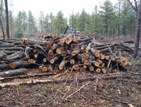 A pile of logs laying on the ground in an area where invasive trees were just removed.